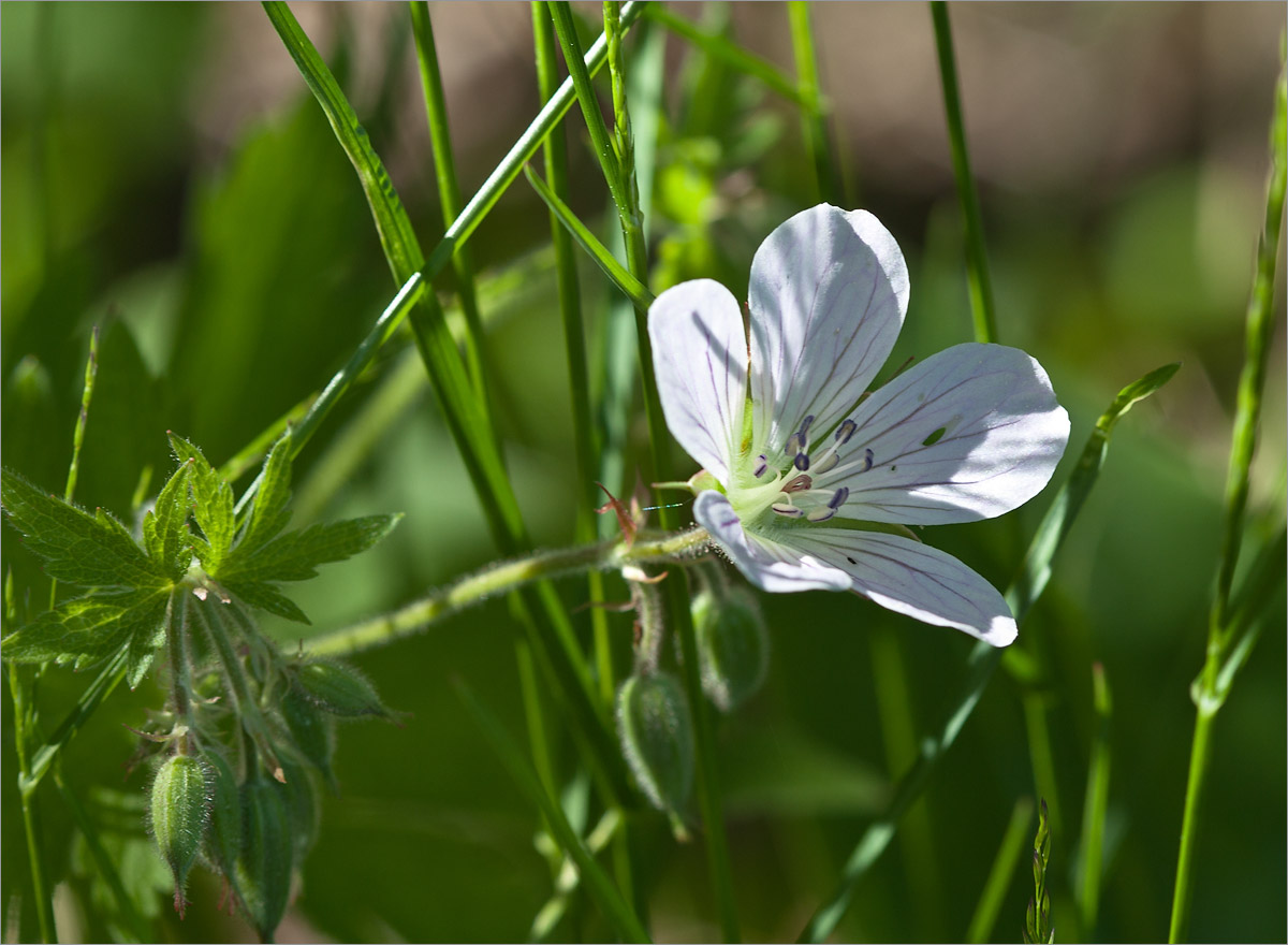 Изображение особи Geranium sylvaticum.