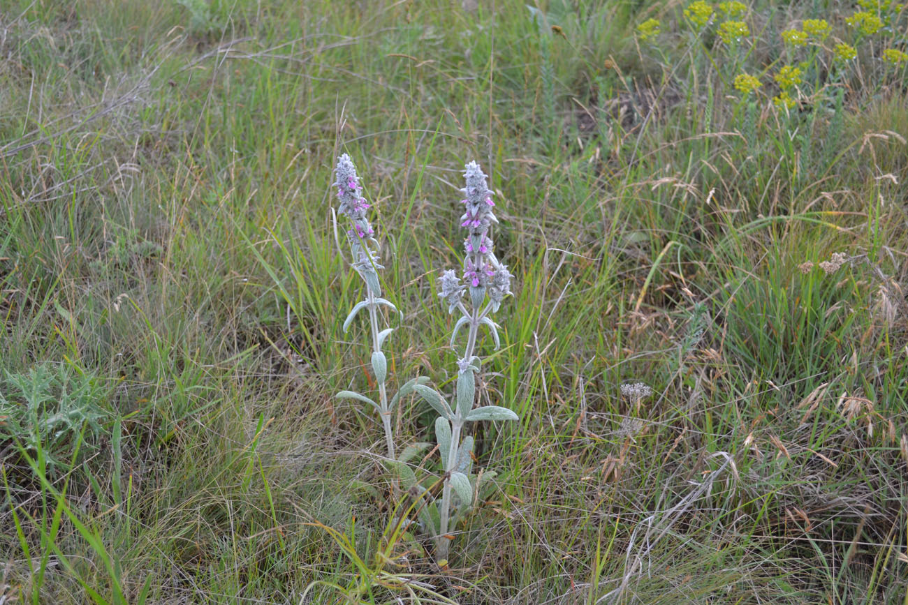 Изображение особи Stachys velata.