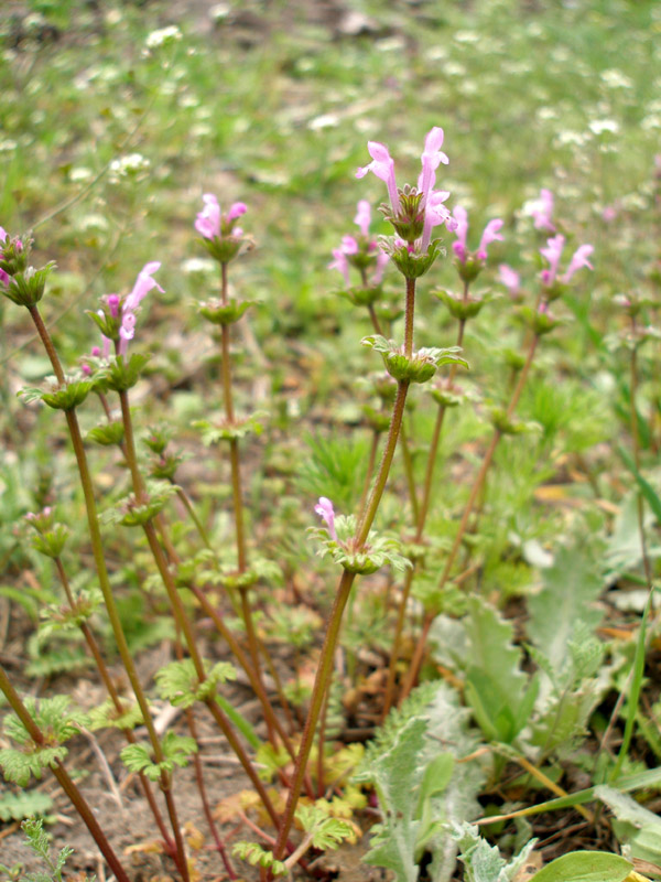 Image of Lamium amplexicaule var. orientale specimen.