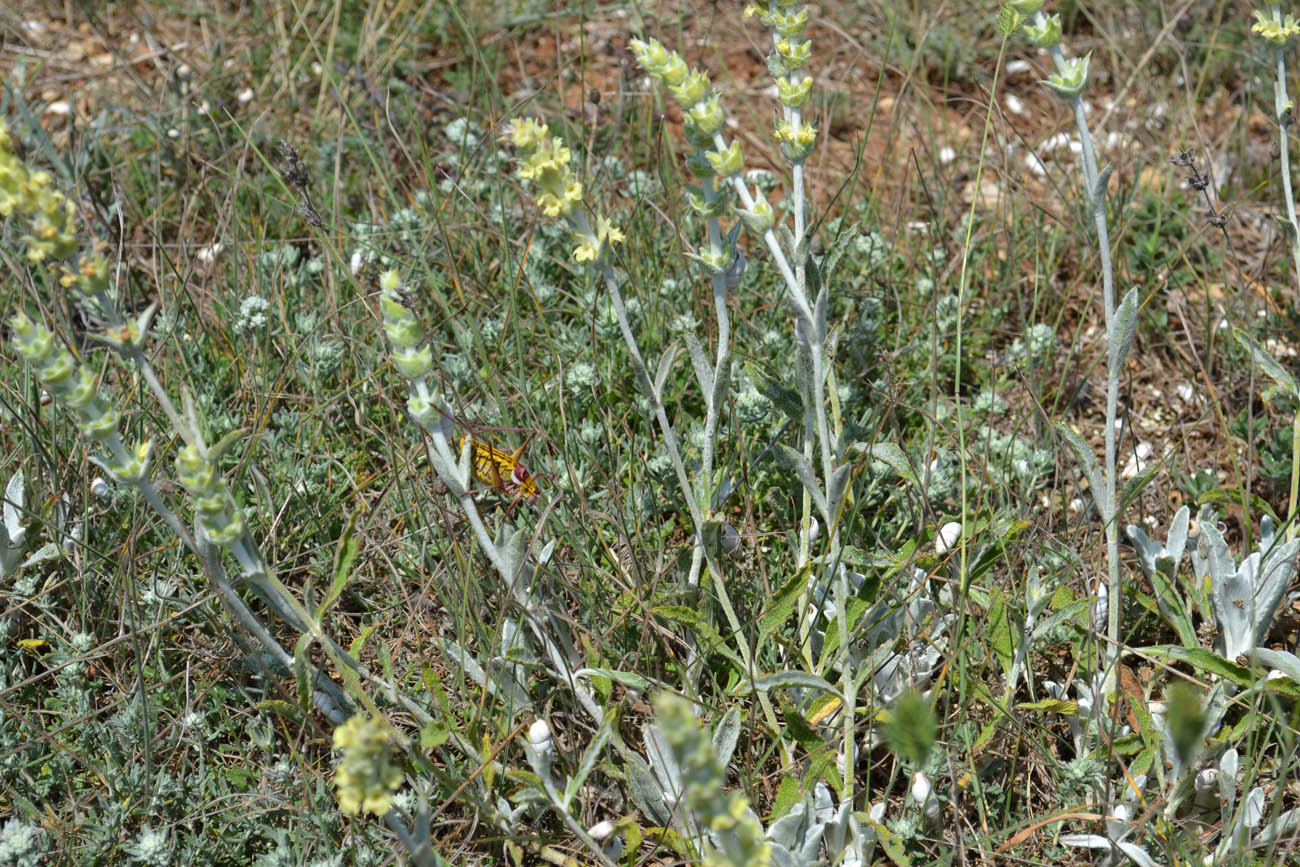 Image of Sideritis taurica specimen.