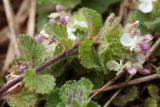 Teucrium pyrenaicum. Верхушка побега с цветками и плодами. Испания, Кантабрия, Cabarceno Natural Park, железорудные скальные обнажения. 12.06.2012.