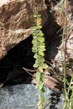 Oxytropis fedtschenkoi