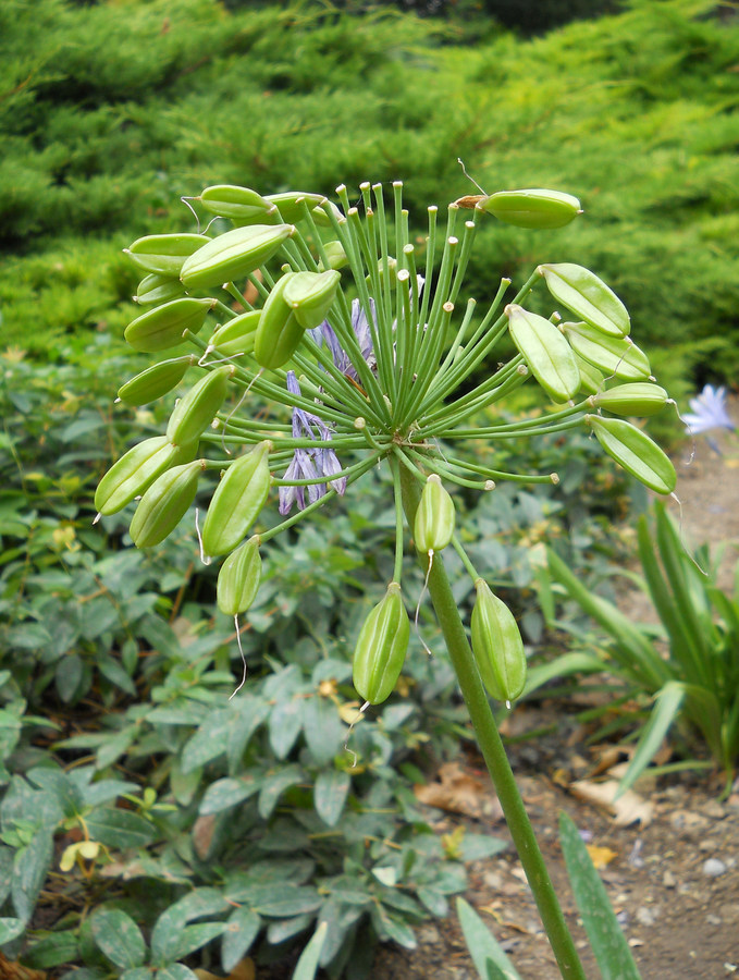 Image of Agapanthus africanus specimen.