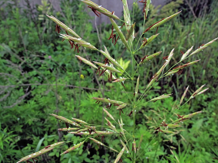 Изображение особи Bromopsis inermis.