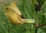 Vicia grandiflora. Цветки (вид сбоку). Ростовская обл., Азовский р-н, побережье Таганрогского залива, окр. с. Займо-Обрыв. 10.05.2012.