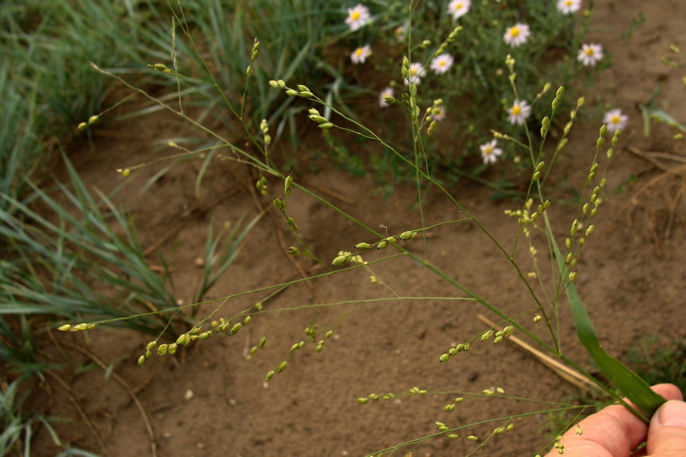 Изображение особи Panicum miliaceum ssp. ruderale.
