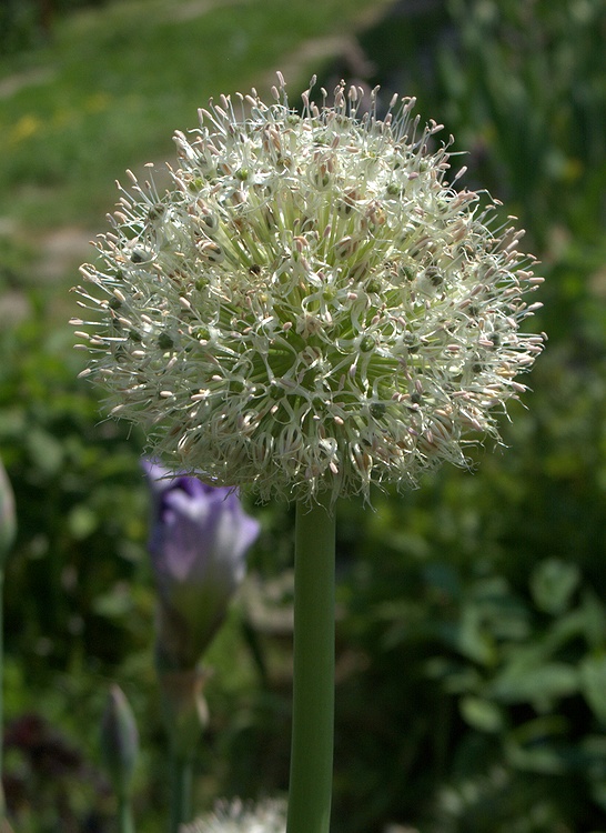 Image of Allium gultschense specimen.