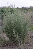 genus Artemisia. Вегетирующее растение. Южный Казахстан, правобережье Сыр-Дарьи выше устья Арыси. 28.05.2012.