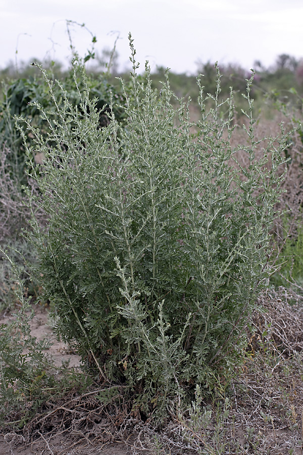 Image of genus Artemisia specimen.