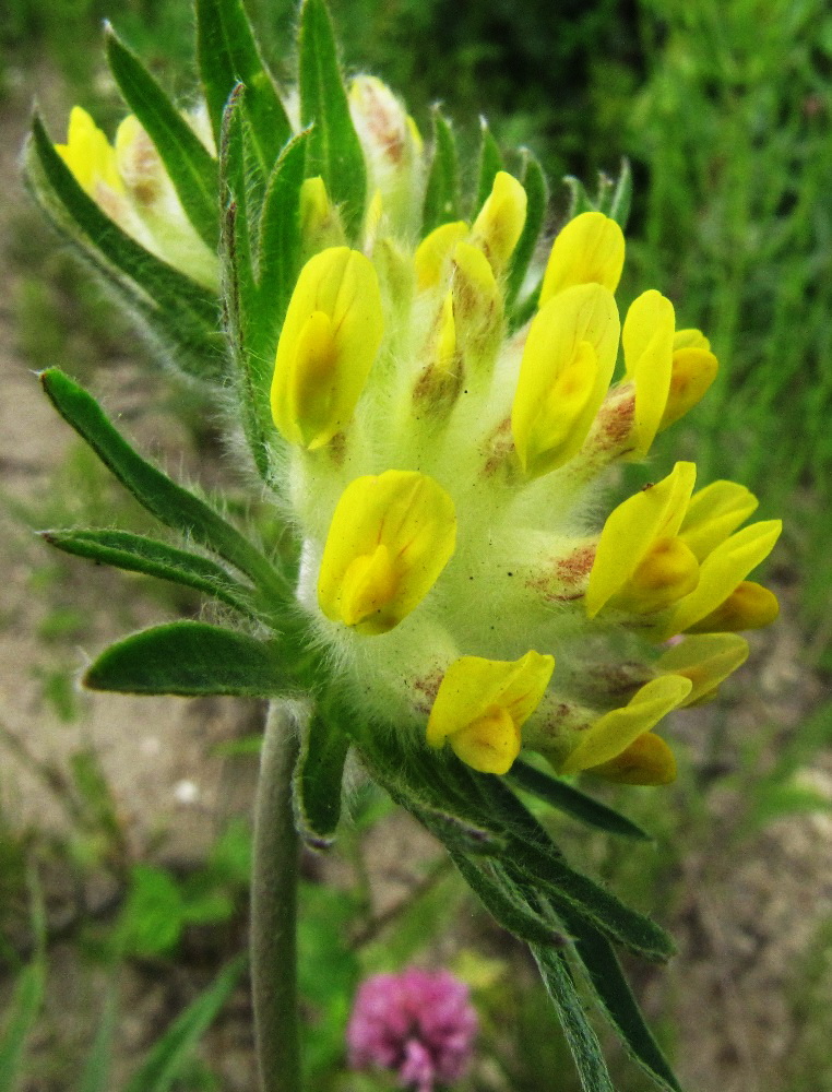 Image of Anthyllis vulneraria specimen.