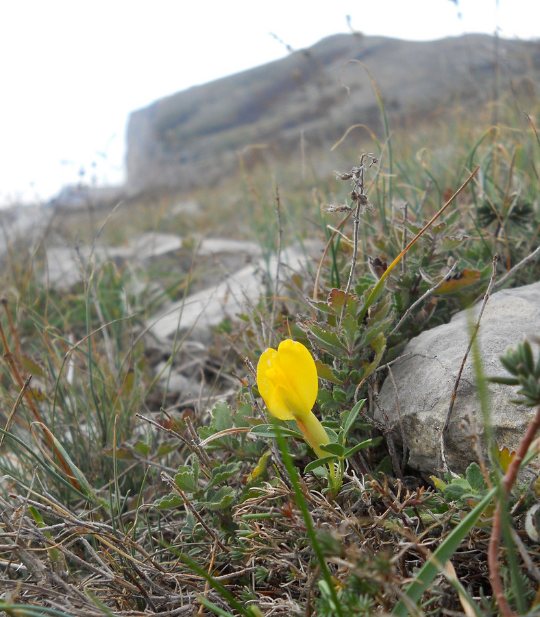 Image of genus Chamaecytisus specimen.