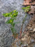 Euphorbia taurinensis