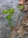 Euphorbia taurinensis. Цветущее растение. Южный Берег Крыма, г. Аю-Даг. 29 апреля 2009 г.