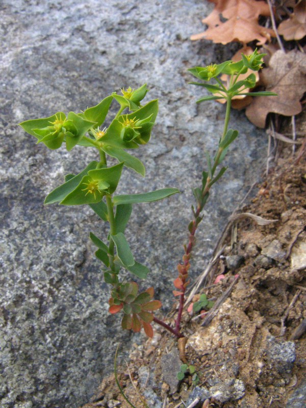 Image of Euphorbia taurinensis specimen.