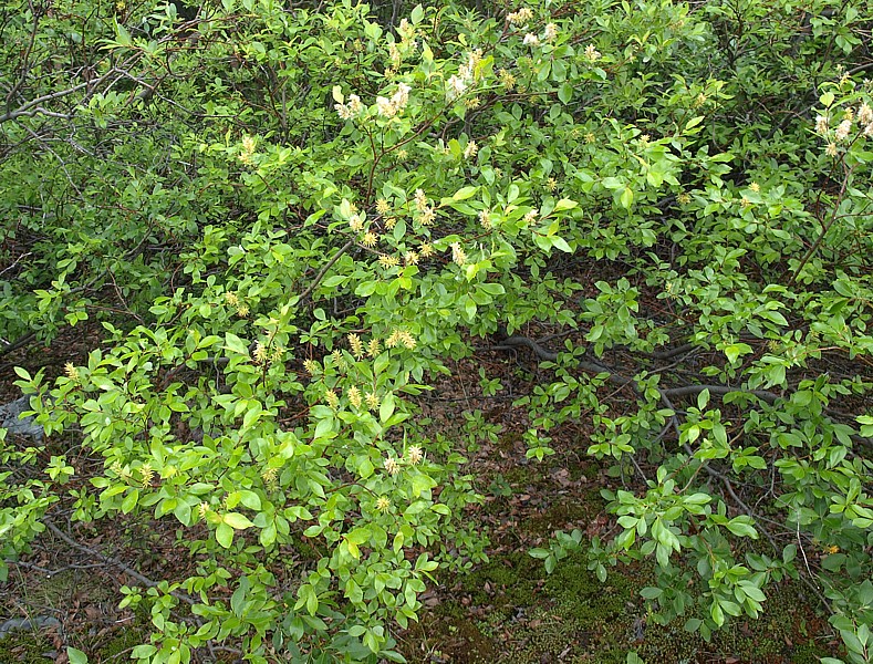 Image of Salix starkeana specimen.