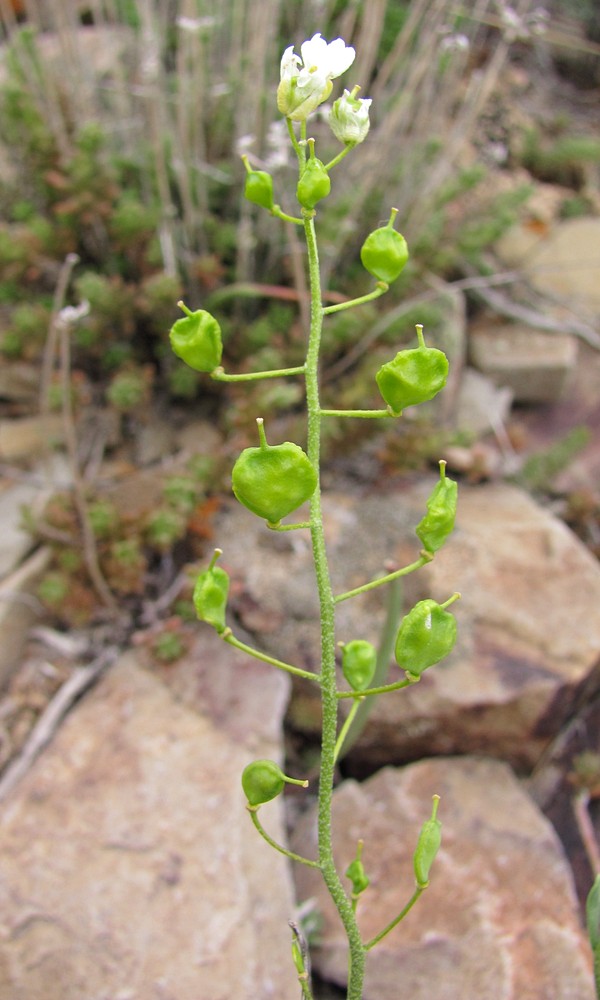 Image of Galitzkya spathulata specimen.