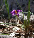 Romulea phoenicia. Цветущее растение на женской стадии. Israel, Mount Carmel. 19.12.2008.