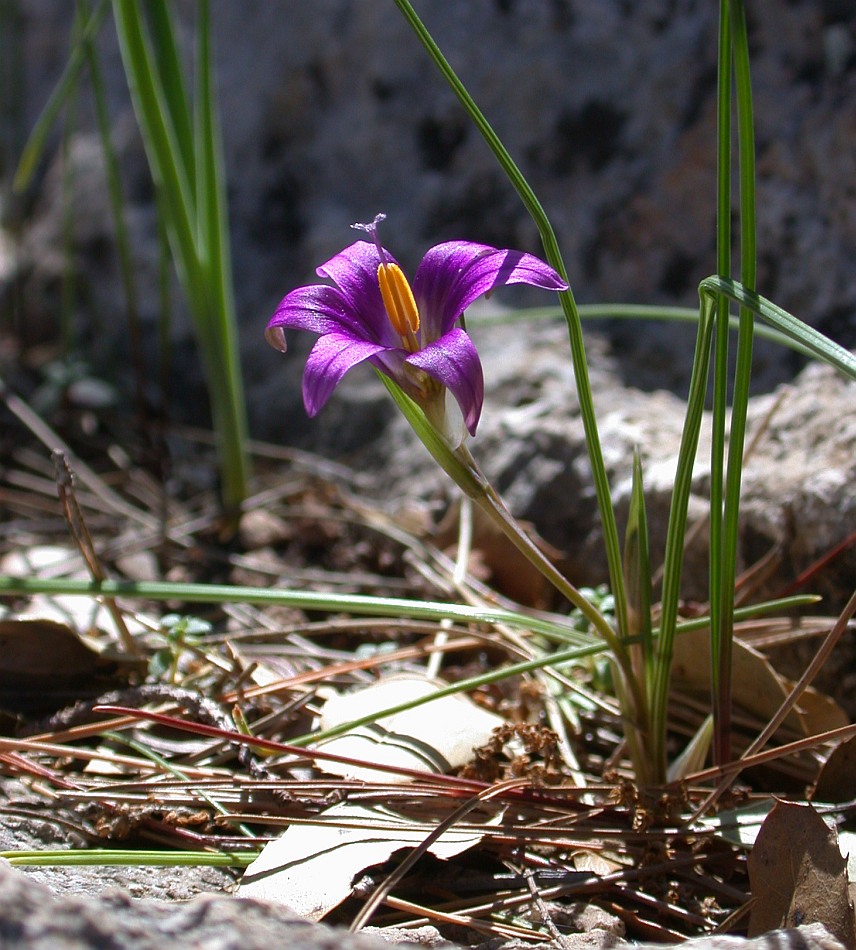 Image of Romulea phoenicia specimen.