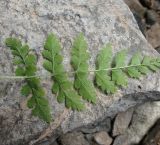 Cystopteris fragilis. Вайя (вид с нижней стороны). Туркменистан, хр. Кугитанг, ущелье Умбардере. Июнь 2012 г.