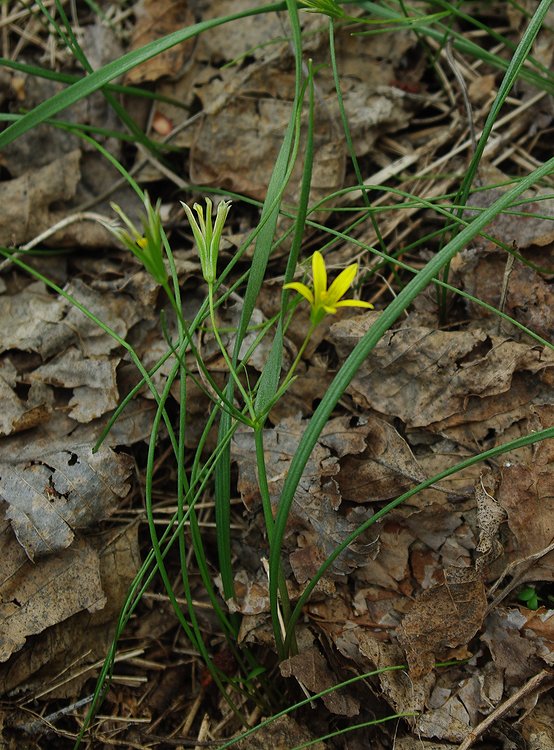 Image of Gagea granulosa specimen.