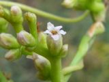 Cuscuta monogyna