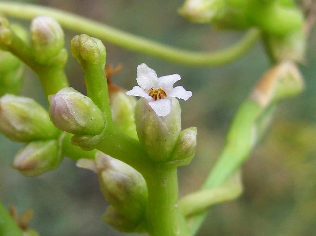 Image of Cuscuta monogyna specimen.