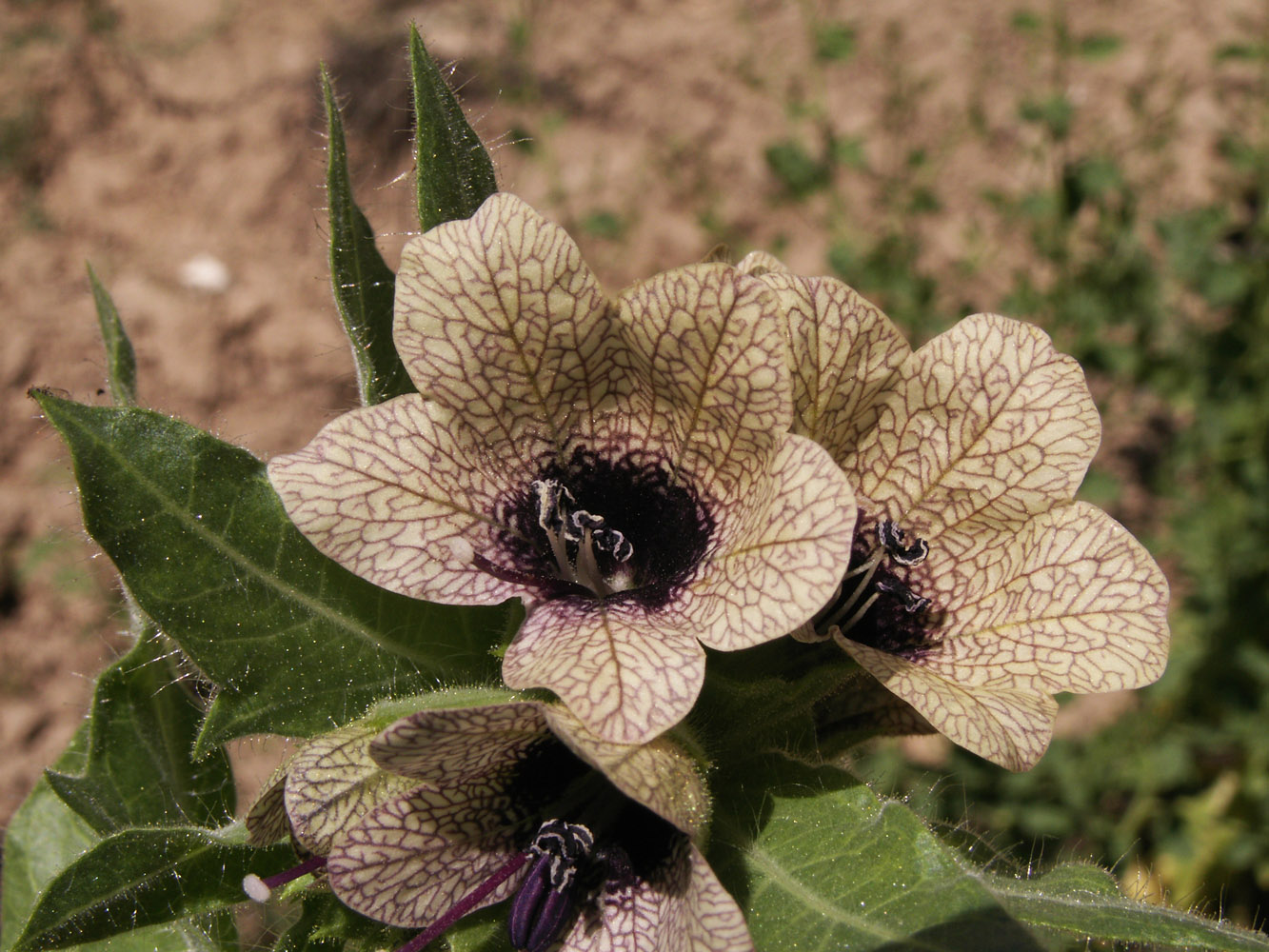 Изображение особи Hyoscyamus niger.