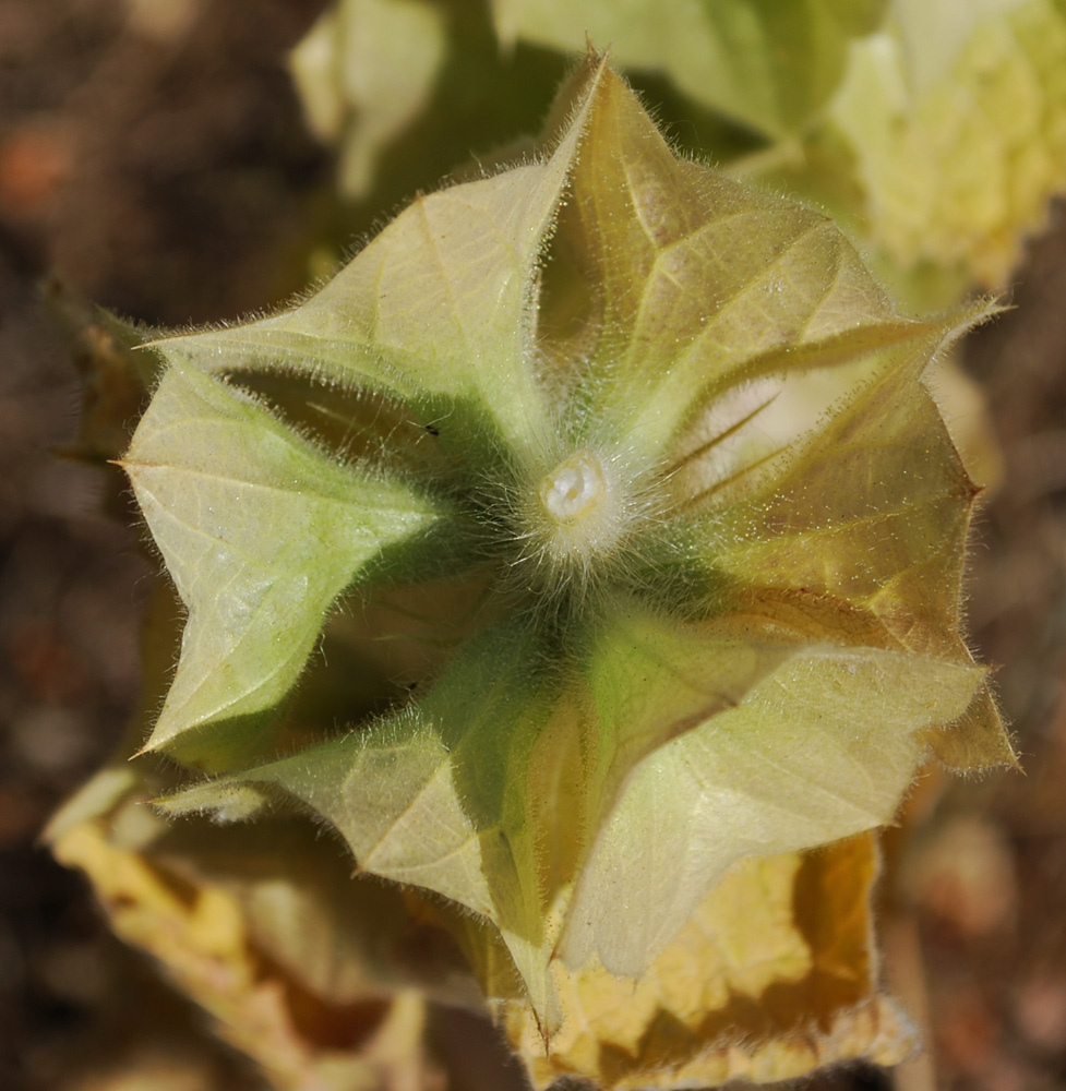 Image of Eremostachys isochila specimen.