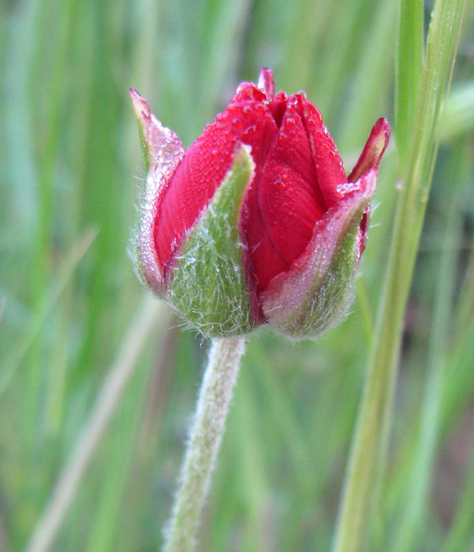 Изображение особи Ranunculus asiaticus.