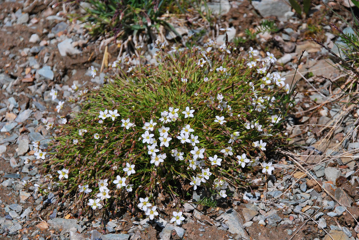 Изображение особи Minuartia uralensis.