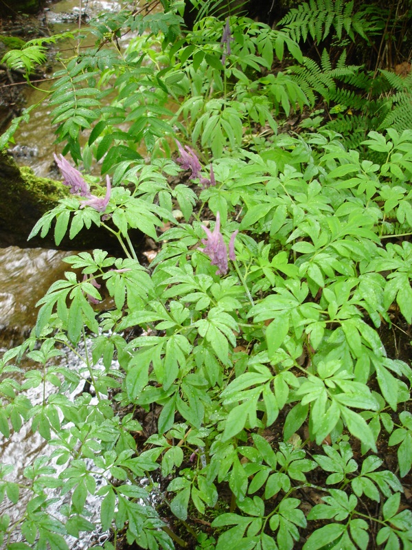 Изображение особи Corydalis gigantea.