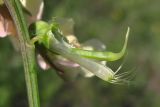 Lathyrus lacteus