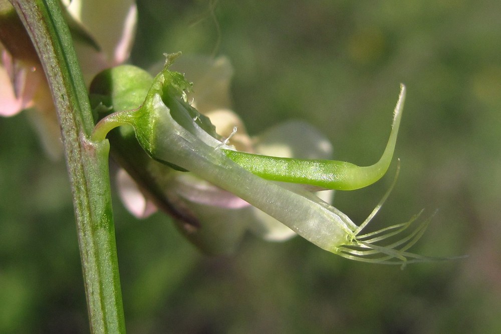 Image of Lathyrus lacteus specimen.