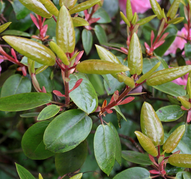 Изображение особи род Rhododendron.