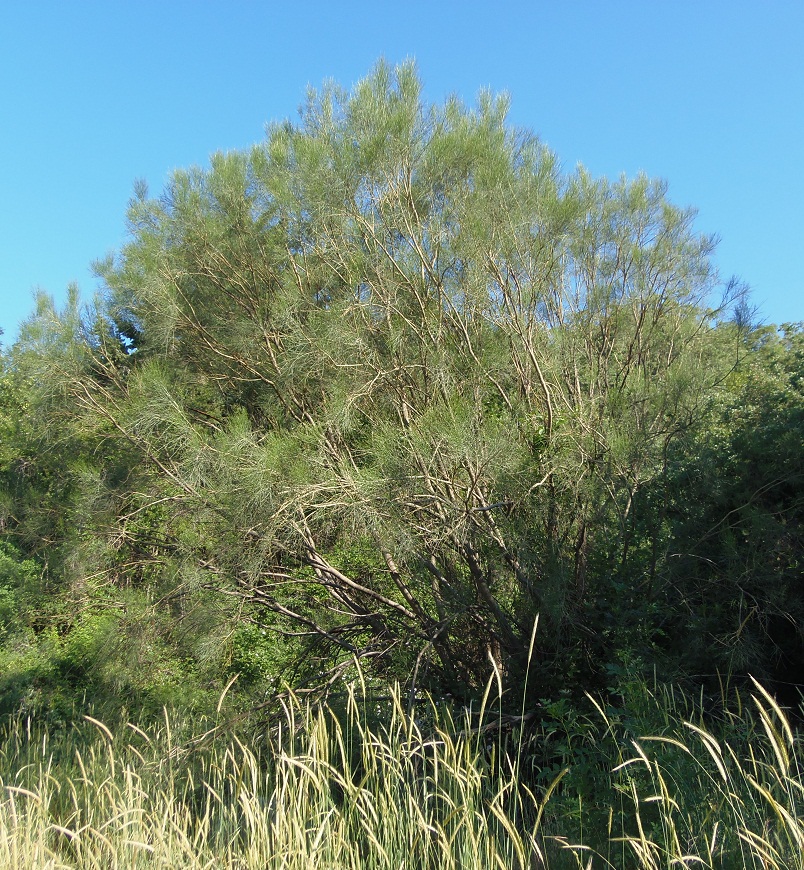 Image of Genista aetnensis specimen.