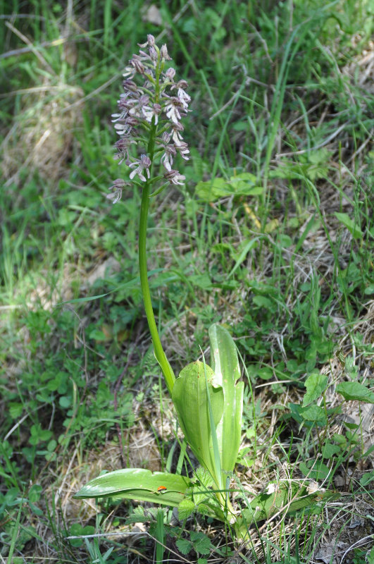 Image of Orchis purpurea ssp. caucasica specimen.