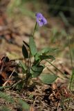 Viola × litoralis