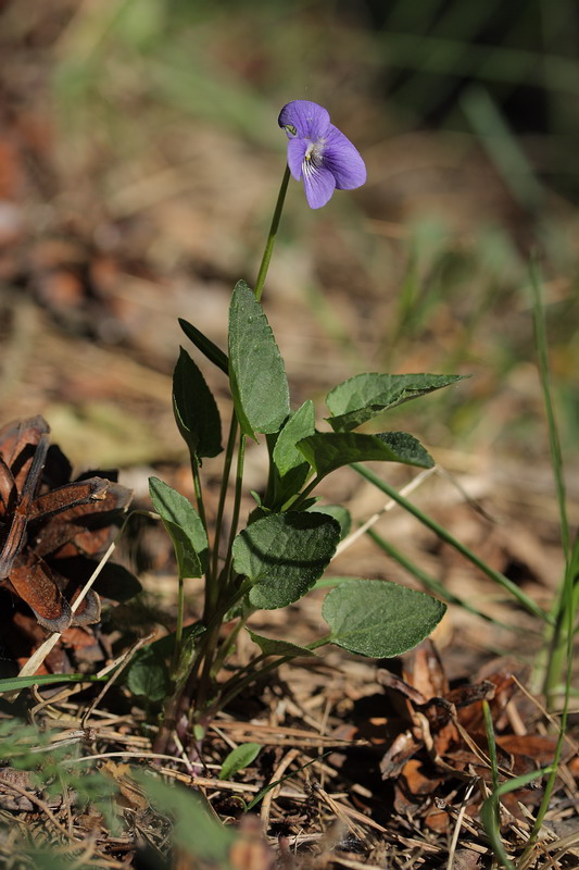 Изображение особи Viola &times; litoralis.