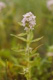 Thymus marschallianus