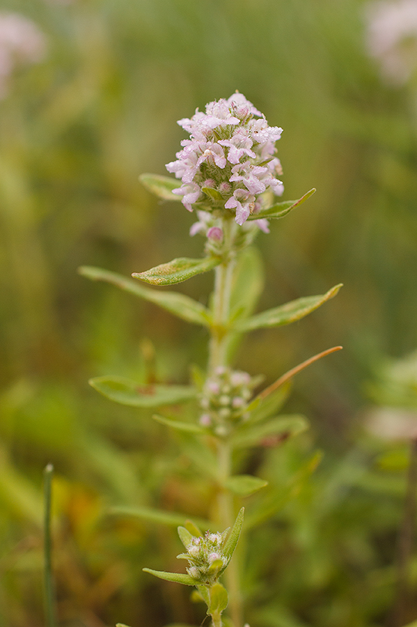 Изображение особи Thymus marschallianus.