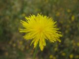 Crepis rhoeadifolia