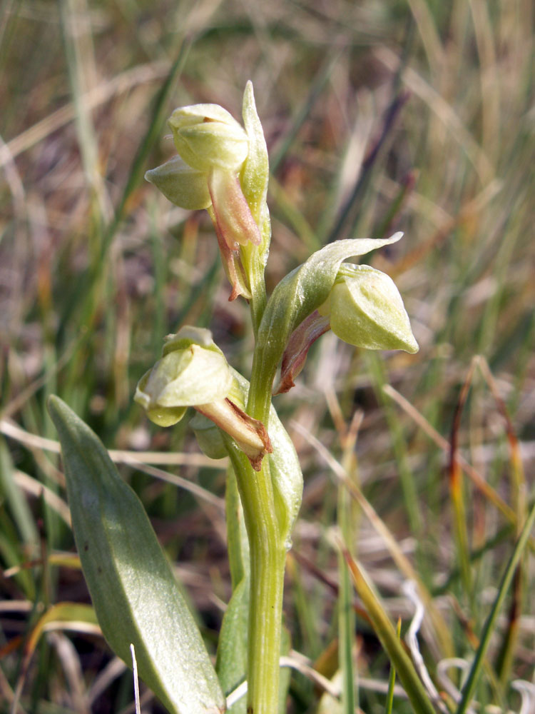 Image of Dactylorhiza viridis specimen.