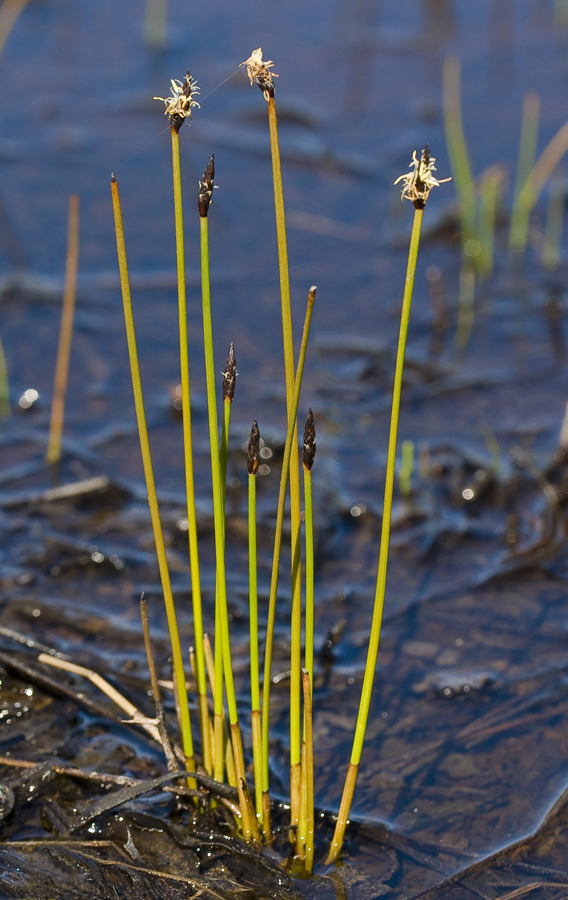 Image of Eleocharis septentrionalis specimen.