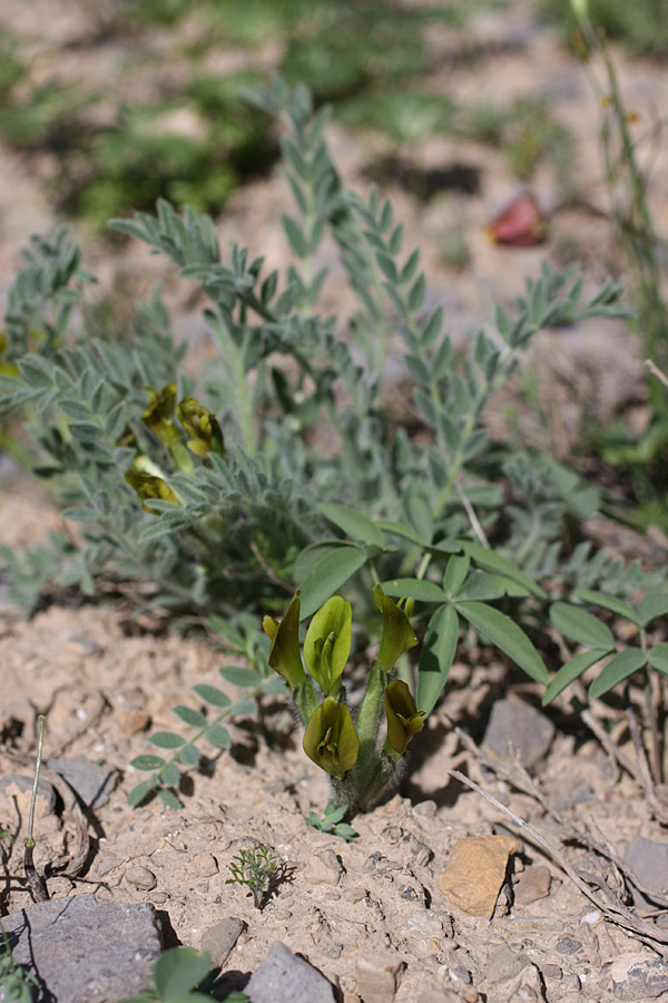Изображение особи Astragalus virens.