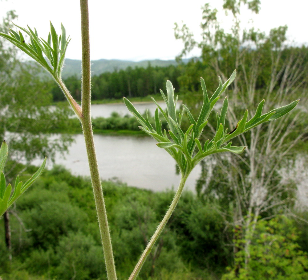 Image of Delphinium polozhiae specimen.