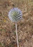 Echinops ruthenicus. Верхушка побега с нераспустившимся соцветием. Украина, Запорожская обл., Мелитопольский р-н, недалеко от пгт Мирное, возле дороги. 06.08.2013.