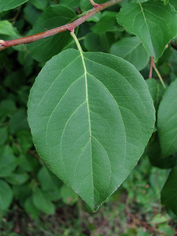 Image of Malus baccata specimen.