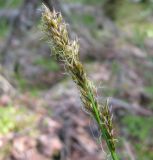 Carex appropinquata