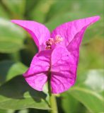 Bougainvillea spectabilis. Прицветники. Черноморское побережье Кавказа, г. Новороссийск, в культуре. 1 сентября 2013 г.