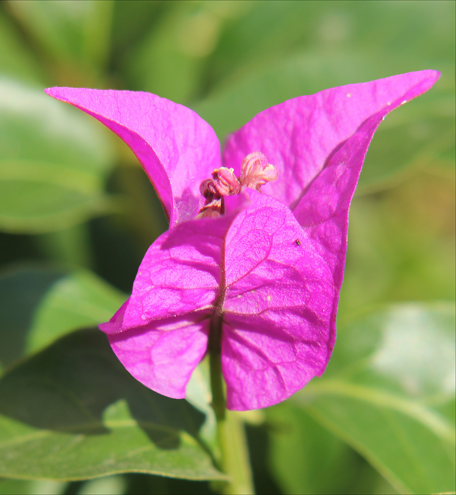 Изображение особи Bougainvillea spectabilis.